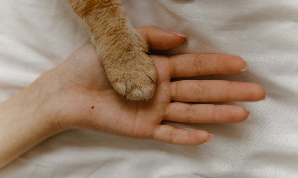 pexels-anastasia-bekker-20439960