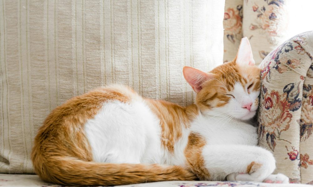 pexels-nadiye-odabaşı-11374453